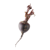 Beetroot