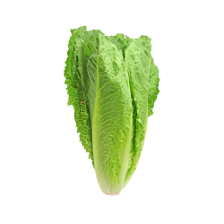 Roman Lettuce