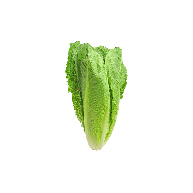 Roman Lettuce
