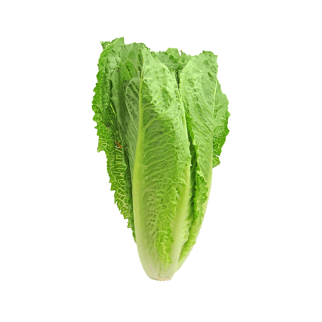Roman Lettuce